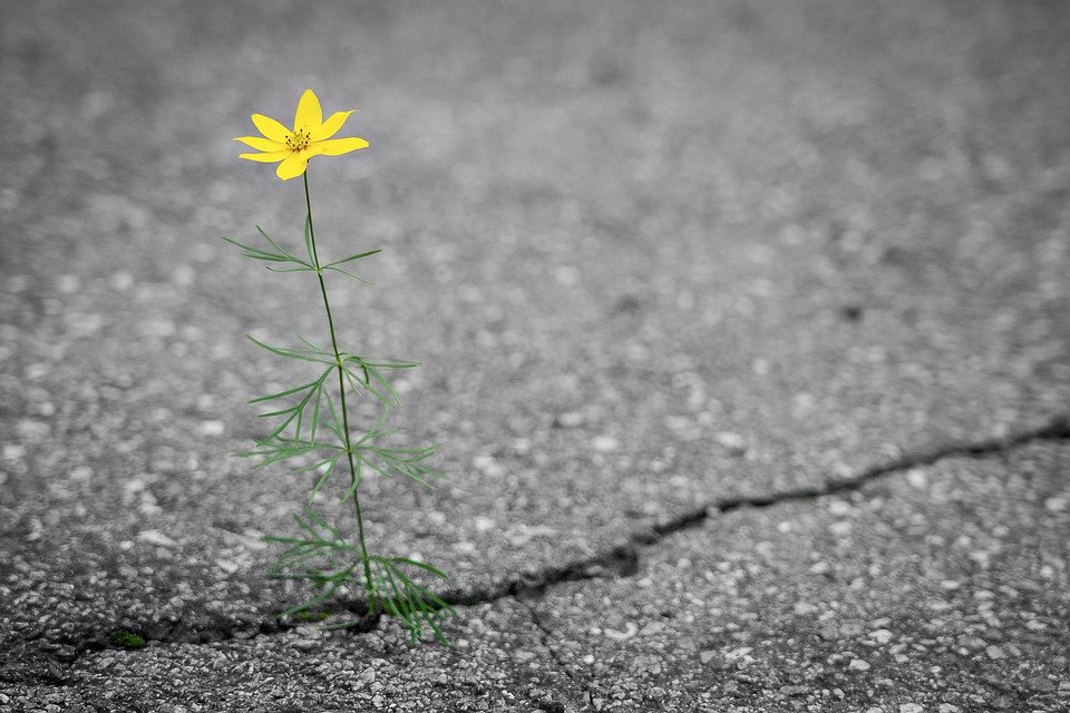 flowwer